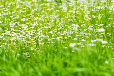 Çiçekli papatyalar sulu, kalın otların arasında. Yeşil yaz doğa geçmişi. Yaban çiçeklerine yakın çekim.