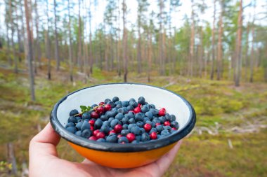 Yaban mersini (bilberry) & yaban mersini çam ağacı ormanında bir tabakta toplandı. Zemin yaban mersini ve yaban mersini bitkileriyle kaplı. Vahşi doğada yiyecek aramak, köklerine dönmek. Karelian Isthmus, Saint Petersburg yakınlarında, Rusya.