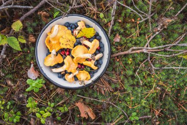 Chanterelles, wild bilberries (blueberries) and lingonberries in a bowl on the moss with fallen pine tree twigs and needles. Wild berries and mushroom foraging in the Nordic forest. Karelian Isthmus, near Saint Petersburg, Russia. clipart