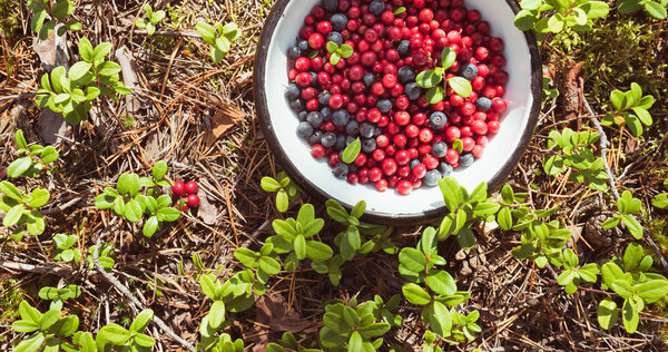 Bowl with lingonberry and blueberry on the ground covered with lingonberry plants and fallen pine needles. A concept of hiking in the forest, foraging and healthy organic food. Karelian Isthmus, near Saint Petersburg, Russia.