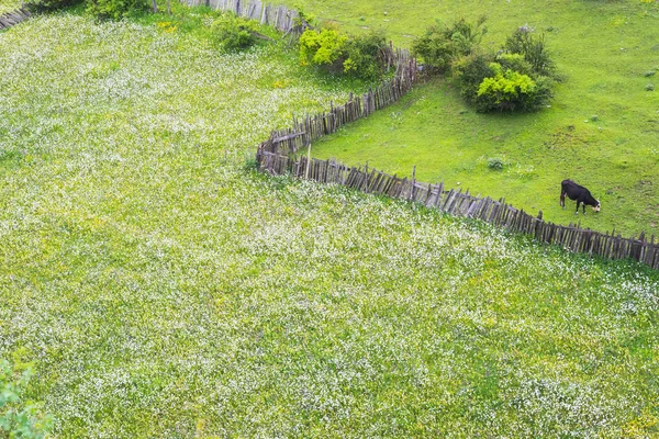 Feld Mit Wildblumen Vor Allem Kamillen Einer Alten Holzpalisade Und — Stockfoto