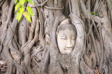 Buda 'nın ünlü lideri Wat Mahathat, Ayutthaya City - Unesco Dünya Mirası sahasındaki ağaç köklerinin kesişiminden dışarı bakıyor. Tayland ve onun antik kültürünün sembollerinden biri..