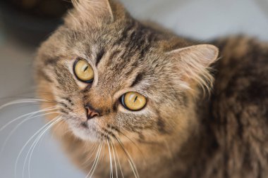 Genç bir erkek kedinin yüzü, tüylü, kaypak, ve sevimli, güven ve sevgiyle bakan.