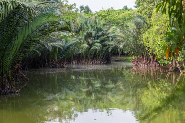 Sri Nakhon Khuean Khan Parkı ve Bang Krachao (Kachao), Bangkok, Tayland 'da Botanik Bahçesi' ndeki bir göl boyunca Nipa palmiyelerinin çalılıkları.