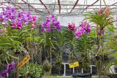 Bangkok, Tayland - 8 Aralık 2018: Kral Rama IX Park 'taki fabrika fuarında Tayland senaryosunda yazılmış 