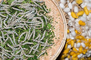 Silkworms eat mulberry leaves on a wicker tray next to empty silk cocoons. Bangkok, Thailand. clipart