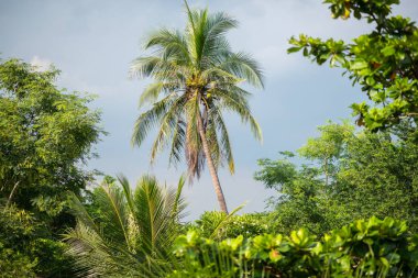 Bang Krachao (Bang Kachao) 'nun gür çalılıklarında Hindistan cevizi ağacı Bangkok' un Yeşil Akciğeri olarak bilinir..