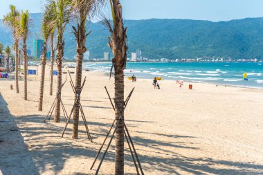 Da Nang, Vietnam - 7 Mayıs 2018: My Khe Beach boyunca bir sıra sağlıksız palmiye ağacı.