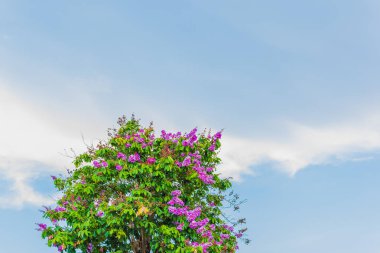 Mavi gökyüzüne karşı mor çiçekli ağaç. Vietnam 'ın başkenti Da Nang' da bulunan Ejderha Köprüsü 'nün yakınındaki Blooming Queen' s crepe-myrtle (Lagerstroemia speciosa).