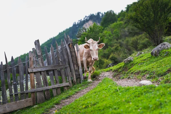 Mestia Svaneti Georgia Junio Una Escena Rural Con Una Vaca — Foto de Stock
