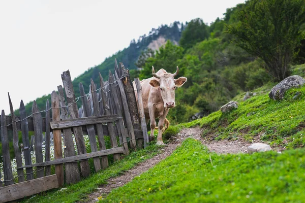 Mestia Svaneti Georgië Juni Een Landelijke Scene Met Een Doordachte — Stockfoto