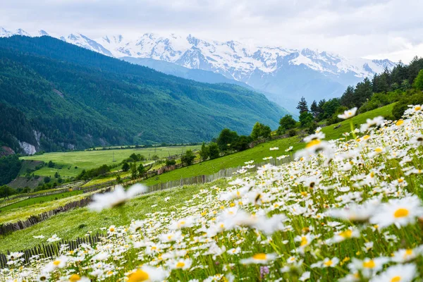 Mountain Landscape Blossoming Field Wild Flowers Scenic Chamomile Meadow Snowy — Stock Photo, Image