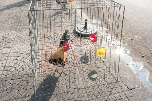 就在越南胡志明市市中心的人行道上 一只公鸡在一个铁丝笼里 在西贡的街道上 这种笼子里的公鸡和母鸡很常见 — 图库照片
