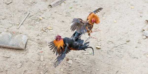 Roosters fiercely fighting each other in a jump in Vang Vieng, Laos.