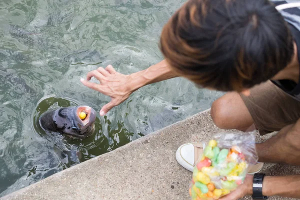 Junger Mann Füttert Einem Park Bangkok Einen Riesigen Gourami Warf — Stockfoto