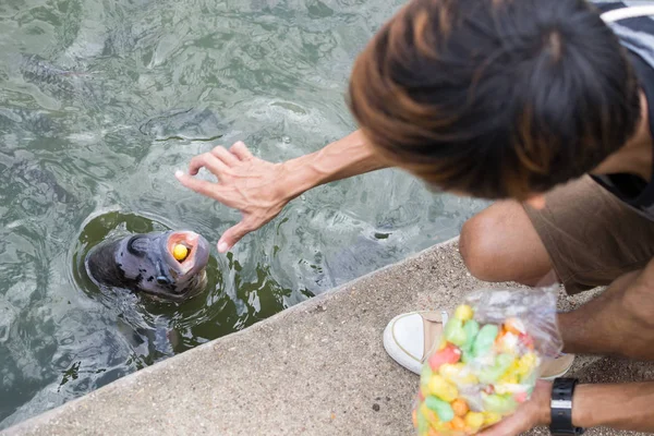 Unge Man Matar Gigantisk Gourami Park Bangkok Han Kastade Cornpuff — Stockfoto