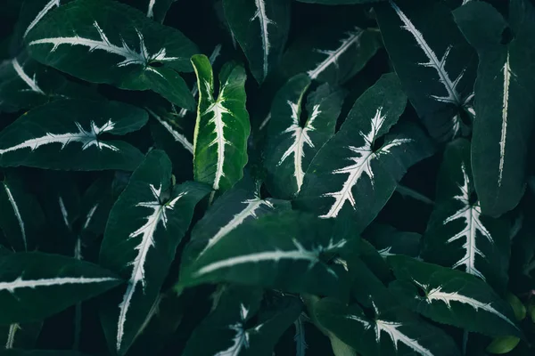 Liść Tropikalny Roślina Zbliżenie Stonowany Ciemnozielone Tło Natury — Zdjęcie stockowe