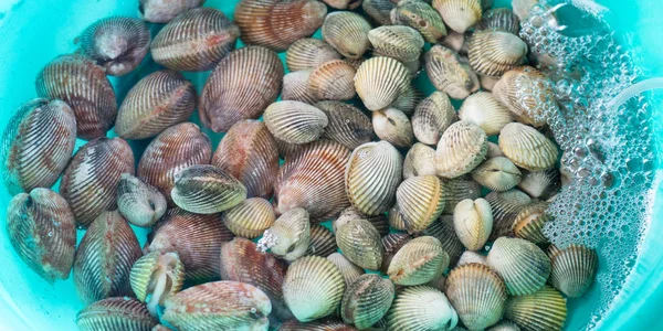 Canlı midyeler suyu havayla zenginleştiren bir boruyla mavi bir kasede yemek pişirmek için tutulur. Nha Trang, Vietnam