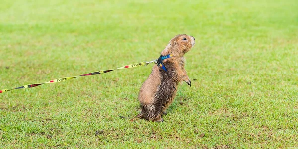 Bangkok Tajlandia Maja 2018 Pies Preriowy Smyczy Trawie Parku Obok — Zdjęcie stockowe
