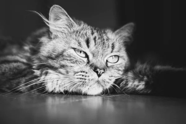 Retrato Gato Tabby Fofo Meditativo Deitado Chão Preto Branco Perto — Fotografia de Stock