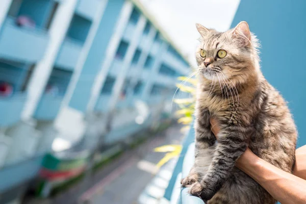 ふわふわのタビー猫は 背景に複数階建ての建物があるバルコニー 所有者の手の助けを借りて のレールの上に座っています アパートに住む幸せな猫のコンセプト テキストまたはロゴのコピースペース — ストック写真