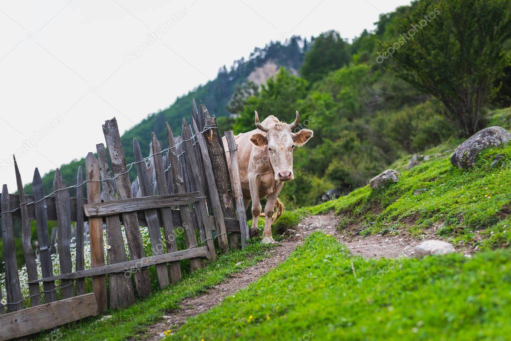 Mestia, Svaneti, Georgia in June: a rural scene with a thoughtful cow, old weathered wooden fence and fresh lawn on a mountain slope.