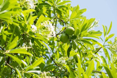 İntihar ağacı (Cerbera odollam) meyvelerinde zehirli cerberin bulunur. Güney ve Güneydoğu Asya 'da yaygın güzel bir tropikal park ağacı. İntihar ve cinayet için kullanılır. Suan Luang Kralı Rama Ix Park, Bangkok
