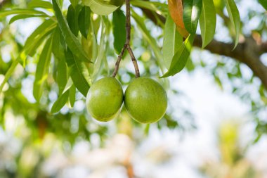 Zehirli cerberin içeren intihar ağacı veya pong-pong (Cerbera odollam) meyveleri. Yakın plan. Güney ve Güneydoğu Asya 'da güzel bir tropikal park ve bahçe ağacı. İntihar ve cinayet için kullanılır.