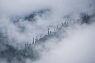 Kafkasya, Mestia 'dan (Svaneti, Gürcistan) görüş. Dağlarda sis. Bir bulut dağların ağaçlık yamaçlarını kaplar. Bazı bölgeleri gizledi ama diğerleri sisle örtülü koyu kozalaklı ormanı gösteriyor..