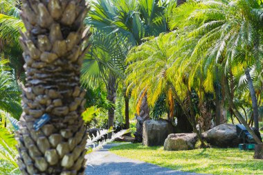 Suan Luang Rama Ix Park 'taki palmiye ağaçları, Bangkok, Tayland.