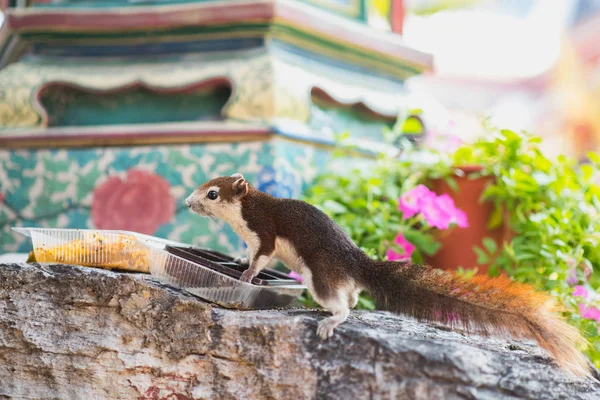 Cute squirrel eats from plastic boxes. The animal lives outdoors on Wat Pho Buddhist temple\'s territory in Bangkok, Thailand. Finlayson\'s squirrel (Callosciurus finlaysonii).