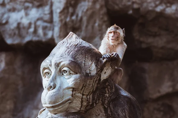 Funny monkey sits on large monkey monument\'s head. The macaque (Macaca arctoides) belongs to the urban wild monkeys\' colony of Prachuap Khiri Khan city, Thailand.