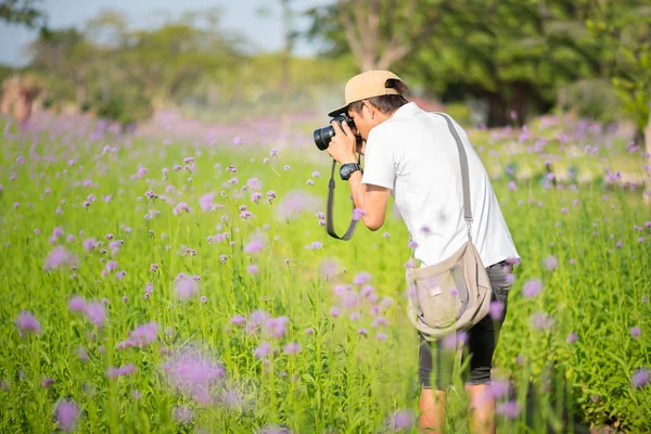 Suan Luang King Rama 9 Park, Bangkok: a young man shoots purple flowers field with a DSLR camera. Photographer with a shoulder bag enjoys verbena plants bloom in summer outdoors.