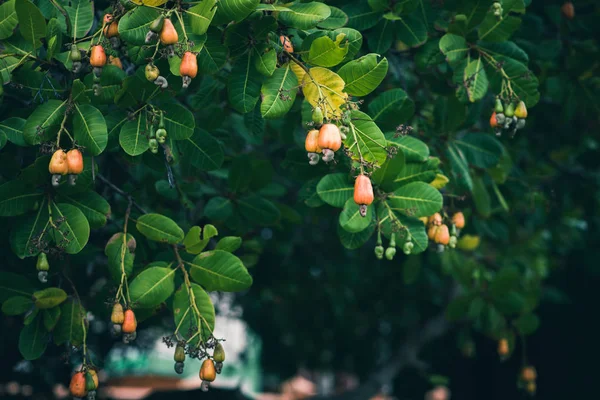 Akşam bir bahçede kaju ağaçları (Anacardium occidentale). Bitkinin meyveleri, fındıkları ve yaprakları.