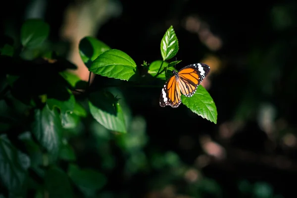 Orange butterfly in the darkness of jungles lit by the spot of sunlight sits on a leaf of a hibiscus branch surrounded by the black.