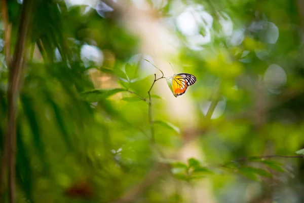 Тропическая Бабочка Джунглях Солнце Зажигает Яркую Бабочку Чаще Вечнозеленого Леса — стоковое фото