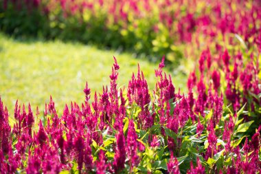 Pembe çiçekler güneşli parkta açar. Yaz bahçesinde Celosia. Doğa arkaplanı.