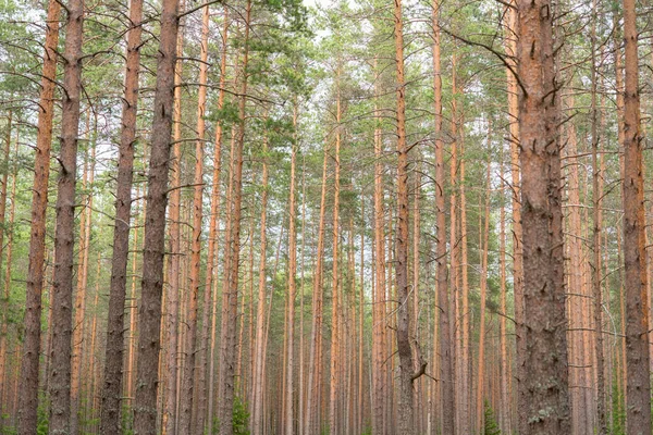 Kiefernwald Bezirk Wyborg Der Grenze Zwischen Russland Und Finnland — Stockfoto