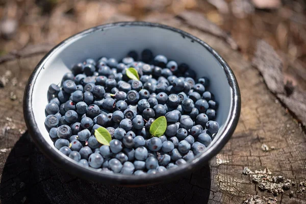 Fresh wild blueberries, just picked up in the forest. Selective focus, shallow depth of field, a close-up of a bowl with berries on the stump.