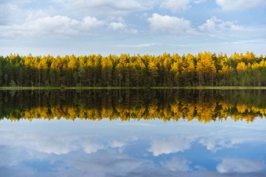 Çam ormanı, gölün kıyılarında batan güneşle aydınlanır. Mavi gökyüzüne karşı suda simetrik bir yansıma olur. Karelian Isthmus 'un Doğası.