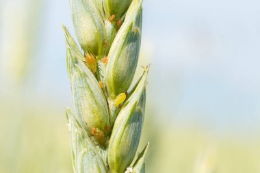 Aphids feed on an ear of barley. Insect pests on crop. A macro photograph, selective focus. clipart