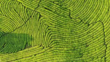 Dron bardak yeşil çay plantasyon üstten görünüm