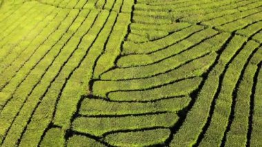Yeşil çay bir çiftlikte üstten görünüm resmini uçak