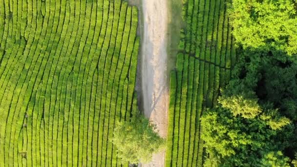 Drone schot van bovenaanzicht van weg op groene thee plantage — Stockvideo