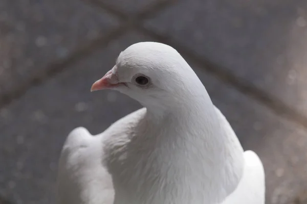 Nahaufnahme Porträt weiße Taube sitzt auf dem Bürgersteig — Stockfoto