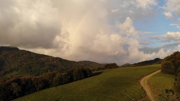 Drone tiro aéreo bela paisagem na plantação de chá. 4K . — Vídeo de Stock