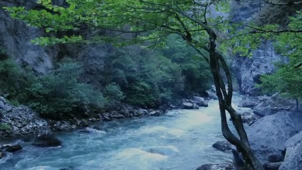 Landschap met bergen, bomen en een rivier op de voorgrond. Mysterieuze bergachtige jungle met bomen leunend over snelle stroom — Stockvideo