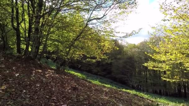 Floresta de montanha mágica com as árvores crescendo em colinas. Feixes de sol quentes iluminando os troncos e plantas encantadoras. Gimbal tiro — Vídeo de Stock