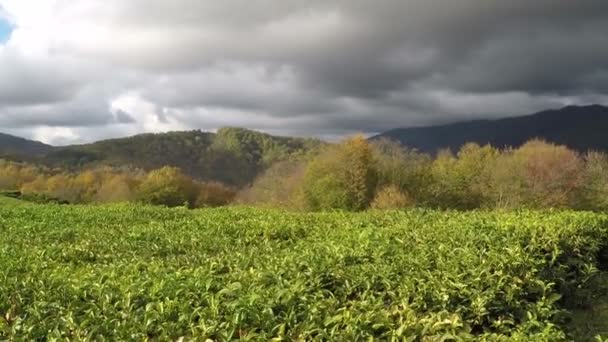 Panoramisch zicht op de theeplantages in de bergen. Tegen de achtergrond van een stormachtige lucht. Herfst — Stockvideo