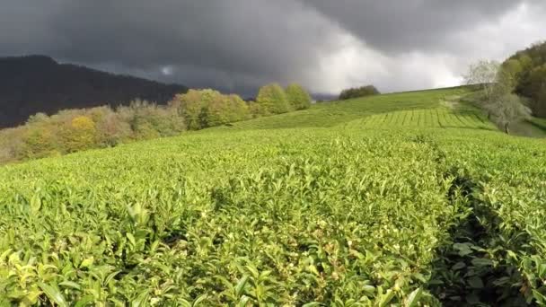 Panoramisch zicht op de theeplantages in de bergen. Tegen de achtergrond van een stormachtige lucht. Herfst — Stockvideo